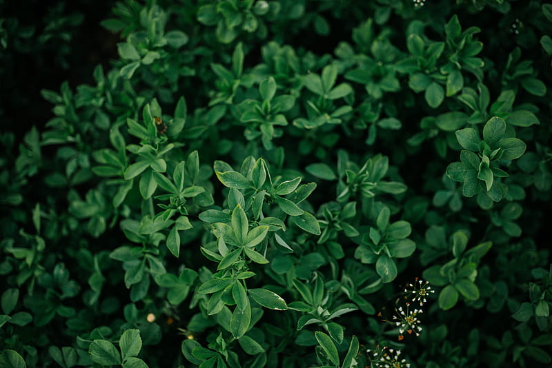 Bush, leaves, branches, green, macro, HD wallpaper | Peakpx