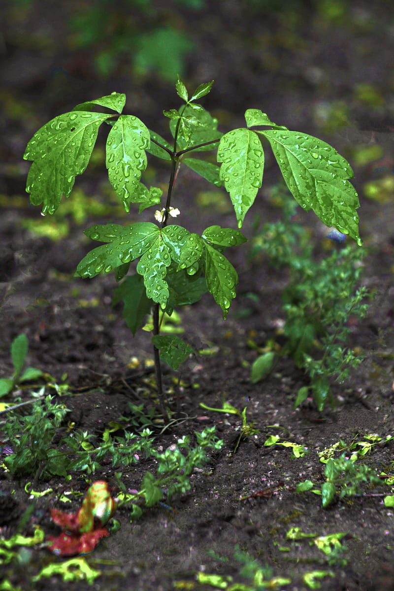 green leaves on brown soil, HD phone wallpaper