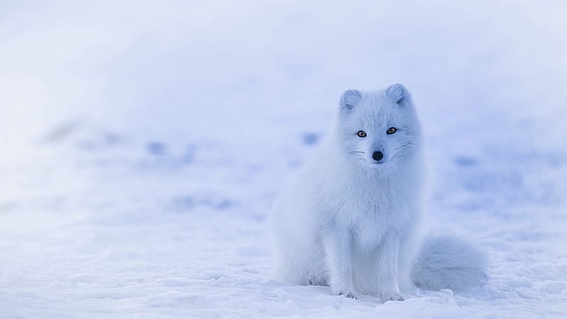 Arctic Fox, Firefox theme, north, arctic, fox, white fox, snow, winter, HD wallpaper
