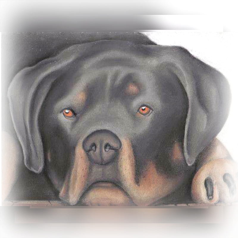 Rott, 3d, black, cute, dog, dogs, drawing, puppies, puppy, HD phone  wallpaper | Peakpx