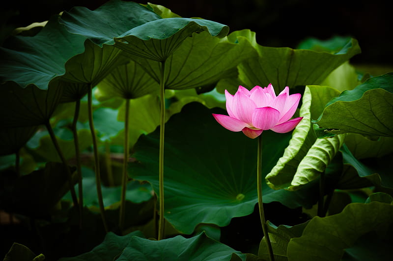 Pink Lotus, Lotus, Pond, Pink, Flower, HD wallpaper