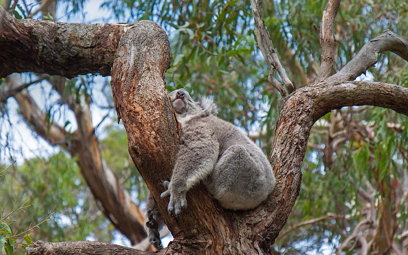 sleeping koala, cute animals, koala, wildlife, wild animals, Australia, HD wallpaper