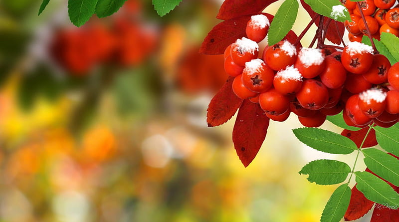 Frost on Mountain Ash Berries, fall, autumn, mountain ash, winter, cold, tree, leaves, berries, ice, HD wallpaper