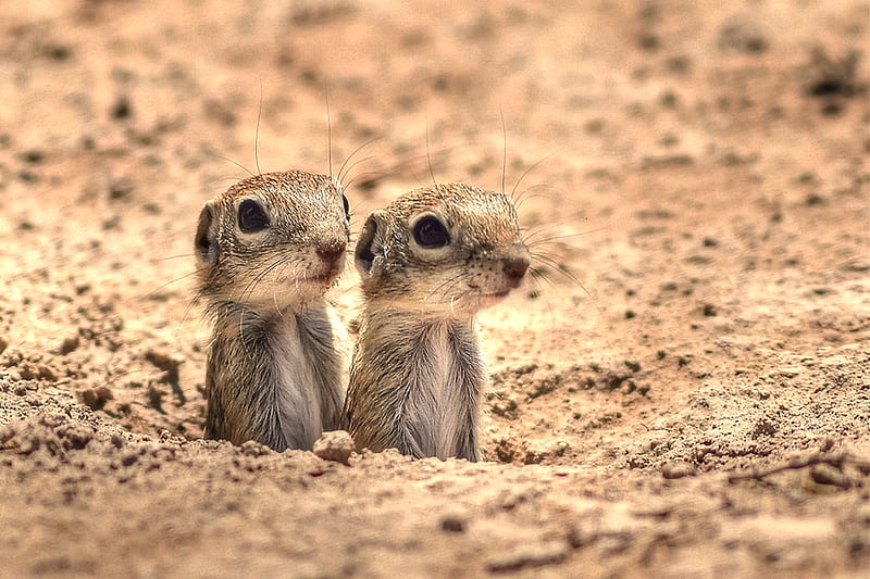 Chip and Dale, stare, cute, ground squirrels, curious, peeping, twins, sweet, HD wallpaper