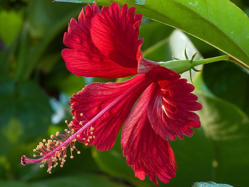 Hibiscus, flower, red, green, HD wallpaper