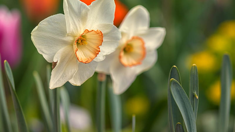 Spring White Daffodils Flowers Green Blur Background Flowers, HD wallpaper