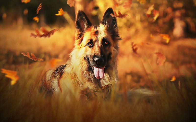 German Shepherd, autumn, cute animals, pets, lawn, bokeh, dogs, German Shepherd Dog, HD wallpaper