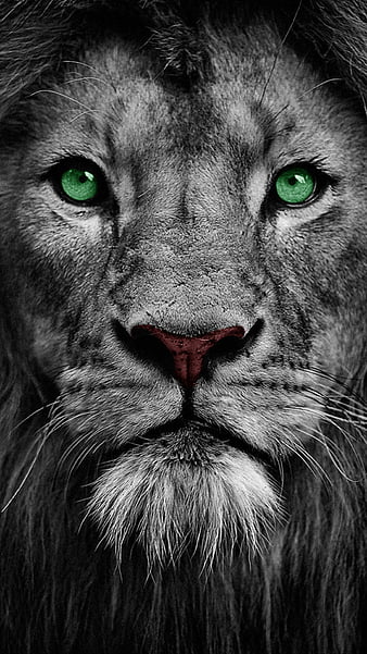 the king, animal, black, face, green eyes, king, lion, white, wild, HD phone wallpaper