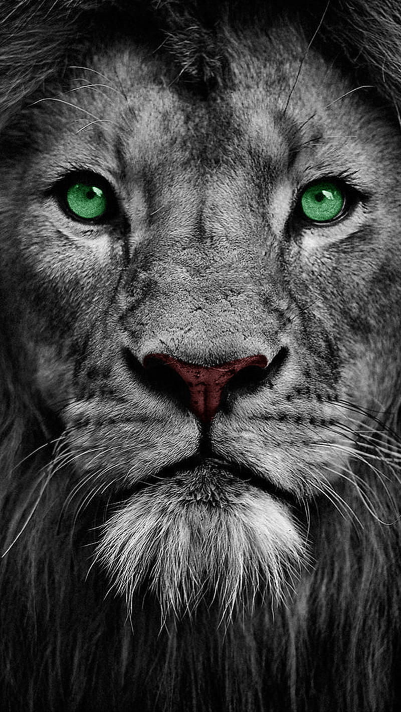 the king, animal, black, face, green eyes, king, lion, white, wild, HD mobile wallpaper
