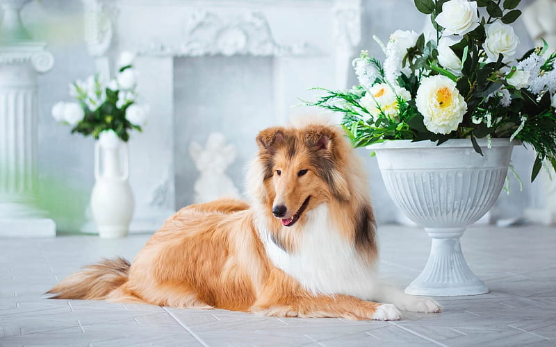 domestic dogs, collie, white flowers, kind dog, HD wallpaper