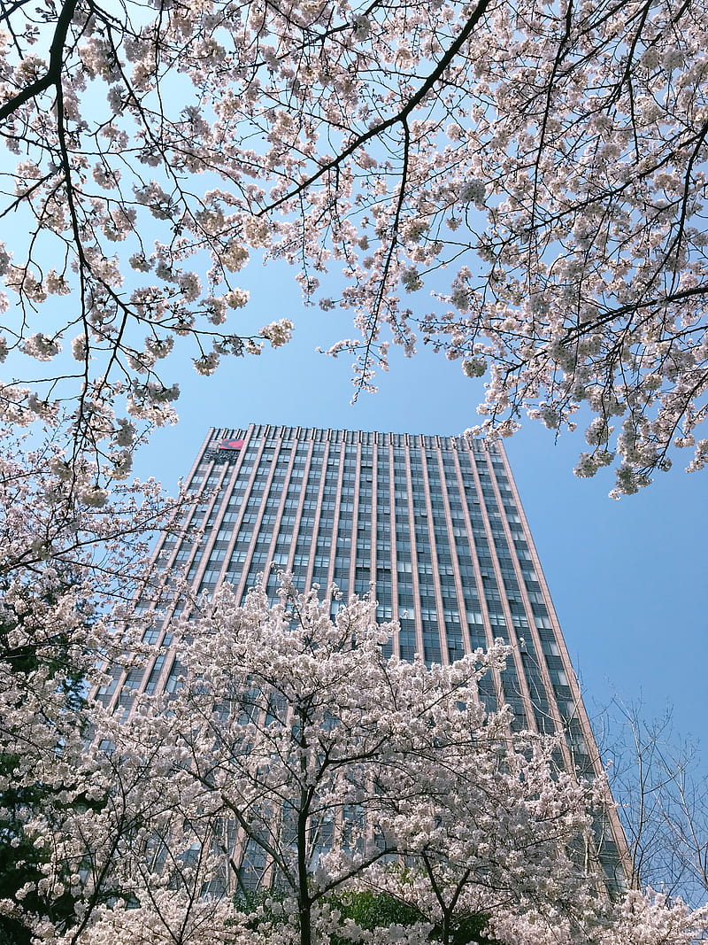 white cherry blossoms in bloom in front of tall building, HD phone wallpaper