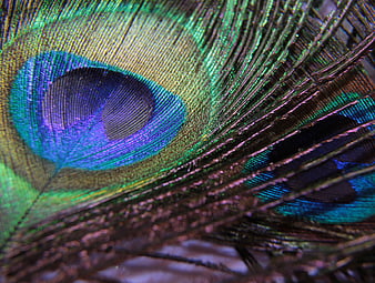 Peacock Feather, animals, HD wallpaper | Peakpx