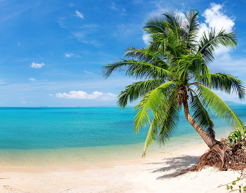 Tropical Beach Vacation Ocean Emerald Sky Palms Sea Beach Sand Summer Hd Wallpaper