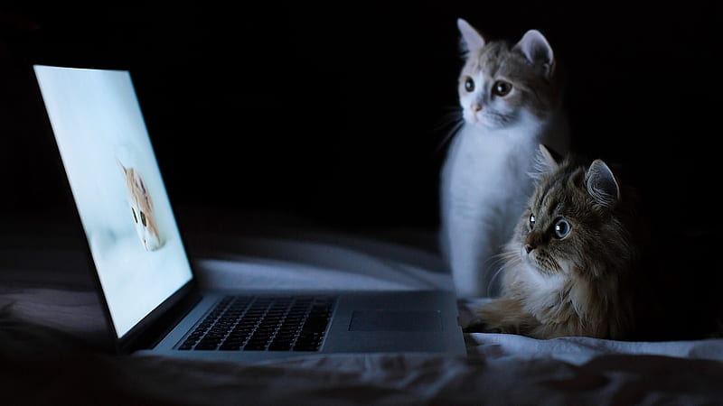 Cats Seeing Cat In Laptop Cat, HD wallpaper
