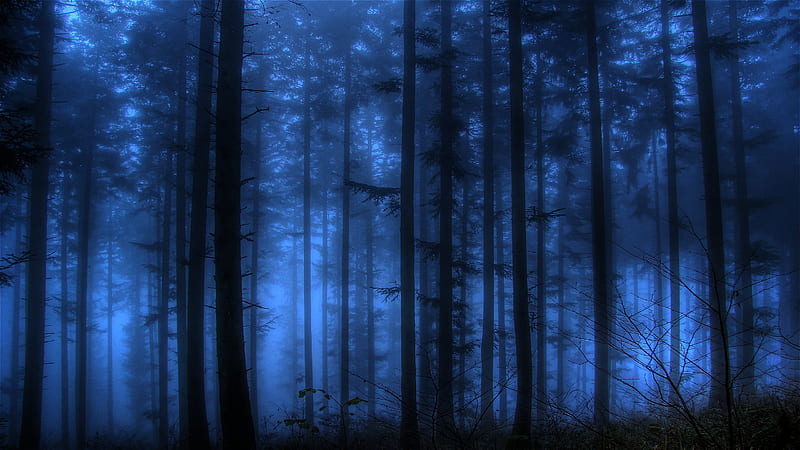 Spooky Blue, forest, dark, bonito, eerie, mysterious, HD wallpaper