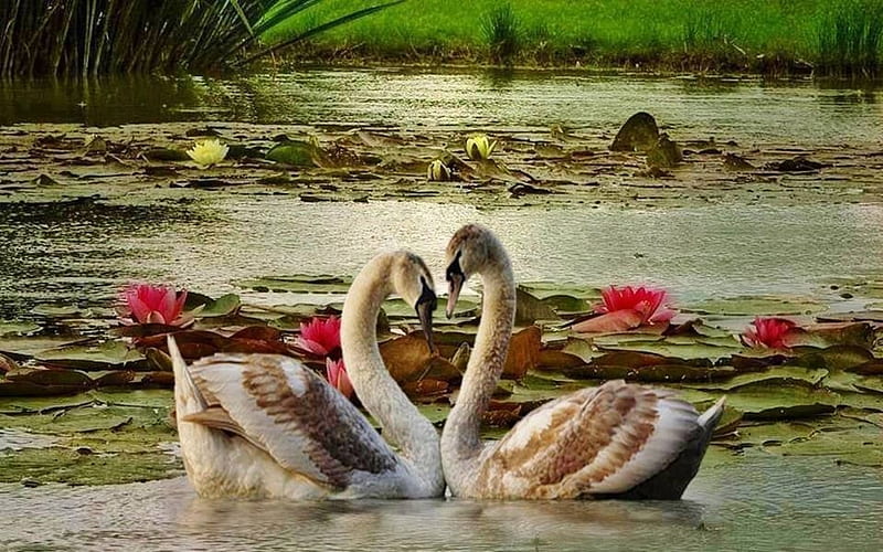 •ღ✿ღ•, nature, swan, love, animal, HD wallpaper