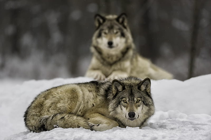Ever weary..., canislupus, black, saying, timber, wolf, wolves, white, howling, wisdom, HD wallpaper