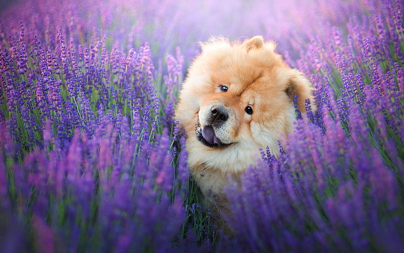 chow-chow, brown fluffy cute dog, pets, dogs, wildflowers, lavender field, HD wallpaper