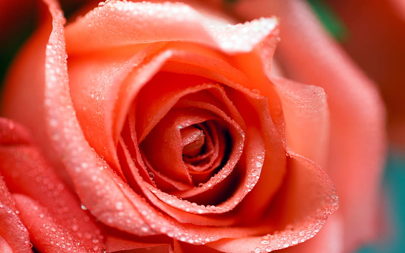 Romantic pink rose flowers bloom, HD wallpaper