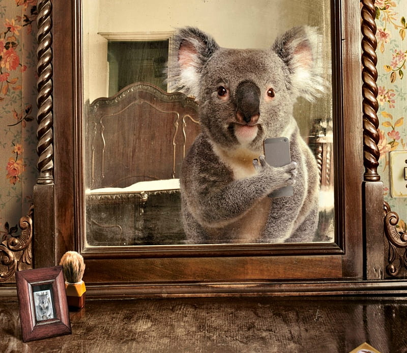 Selfie, brown, silvio medeiros, creative, animal, fantasy, funny, mirror, koala bear, HD wallpaper