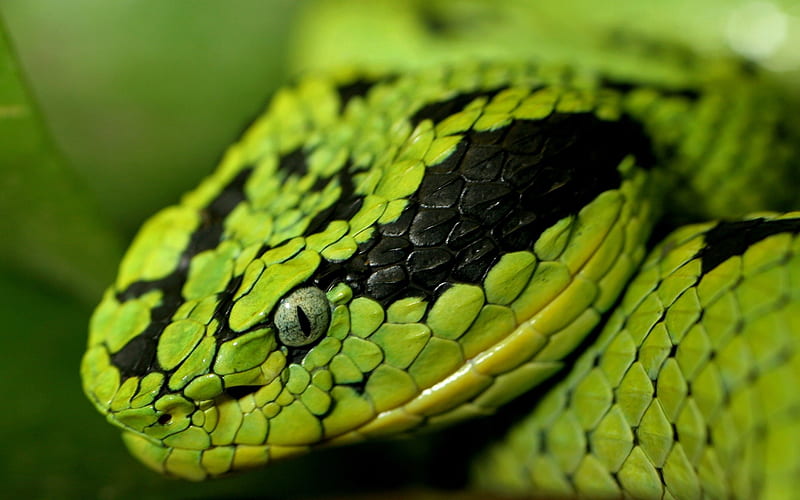 anaconda, face, reptile, snake, HD wallpaper