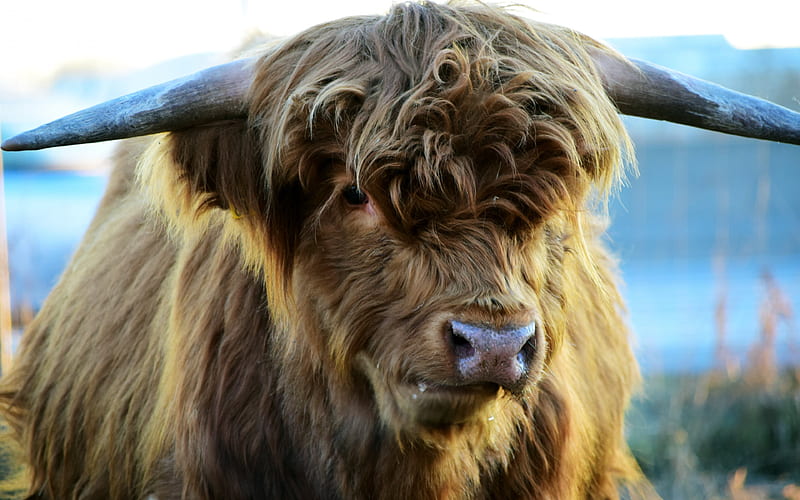 Highland Cow Scottish cows, HD wallpaper
