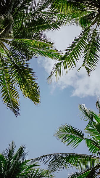 Palm, tree, branches, sky, bottom view, HD phone wallpaper | Peakpx
