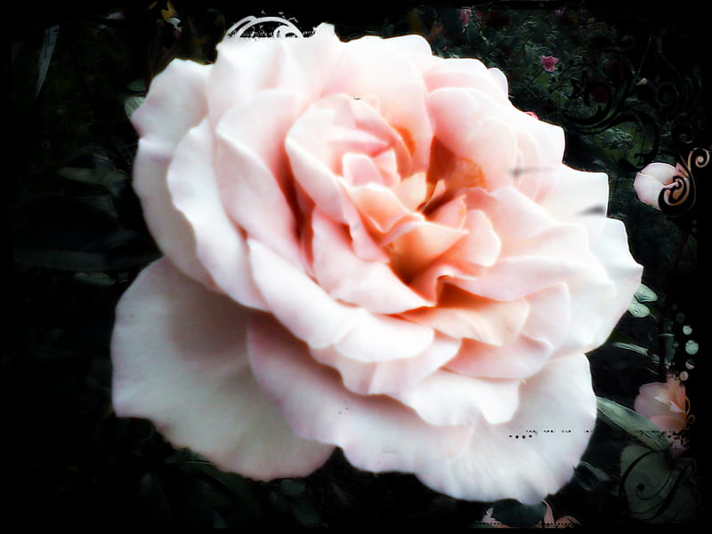 Beautiful Rose, flower, garden, pink, white, HD wallpaper