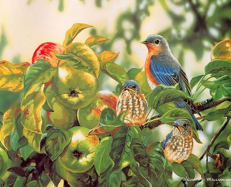 CALIFORNIA BLUE BIRDS IN THE APPLE TREE, apple tree, garden, california blue bird, bird, HD wallpaper