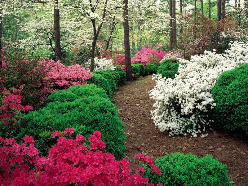 Jardines de azalea, camino, flores, jardín, flores de cerezo, azalea, Fondo  de pantalla HD | Peakpx