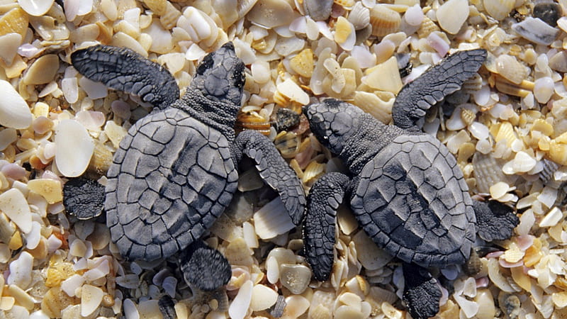 *** Two small turtles ***, turtles, two, small, animals, animal, HD wallpaper