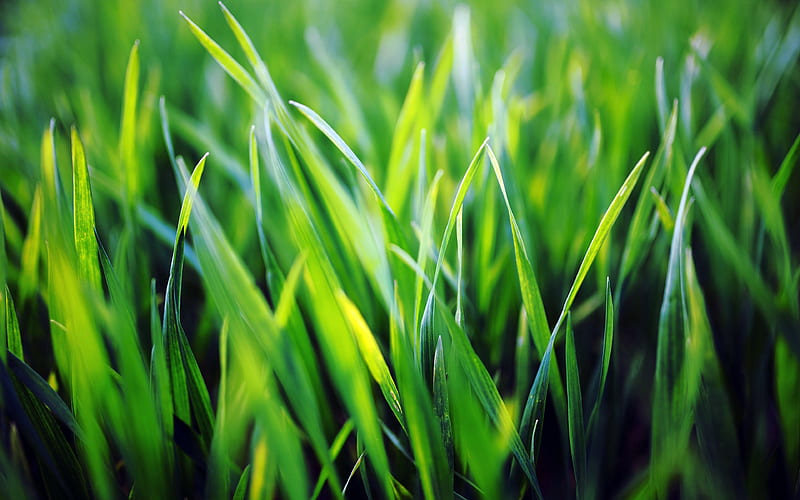 Spring Green Grass 2020 Nature Plant, HD wallpaper