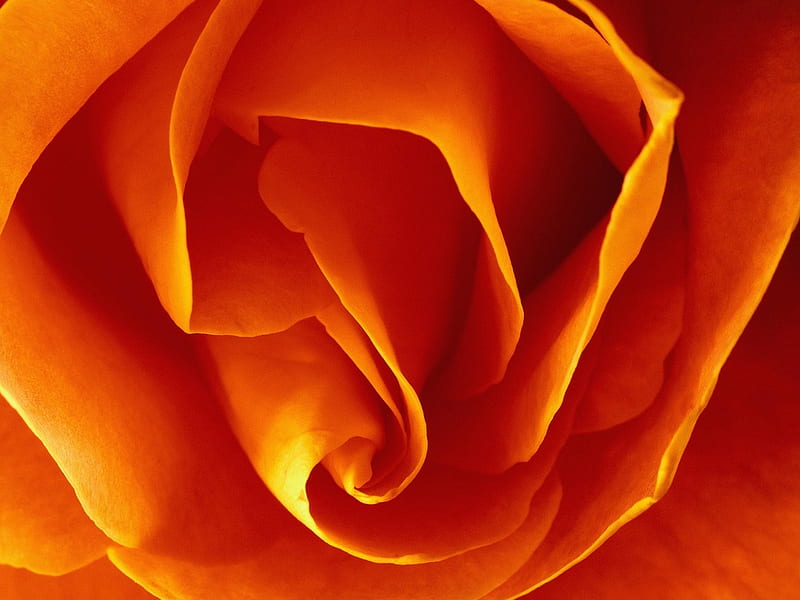 Big rose, rose, orange, flower, nature, petal, HD wallpaper