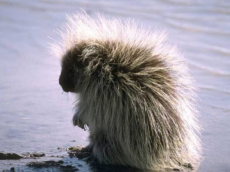 Bad Hair Day, water, quills, porcupine, animal, HD wallpaper
