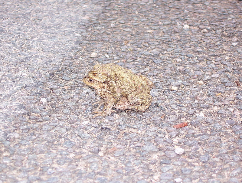 i know im a toad, lift, love you, dry, piggyback, HD wallpaper