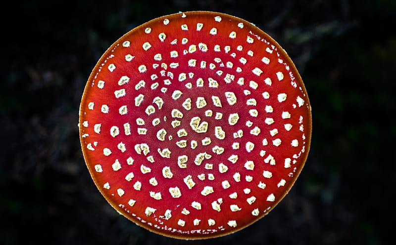 Poisonous Mushroom, Amanita Muscaria, Fly Agaric Ultra, Aero, Macro, Mushroom, Round, Symmetry, flyagaric, AmanitaMuscaria, flyamanita, redmushroom, HD wallpaper