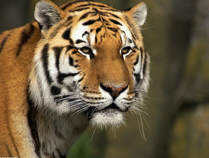 Year Of The Cat, siberian tiger, eye of the tiger, bengal tiger, tiger, HD wallpaper