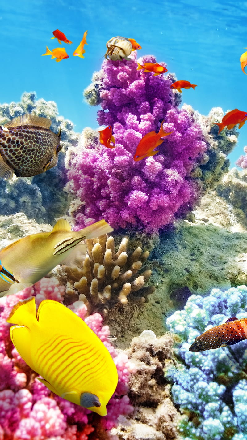 Underwater , fish, ocean, coral reef, HD phone wallpaper