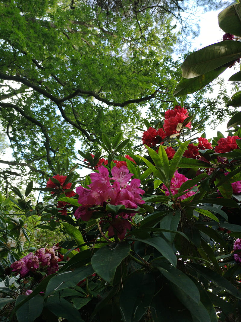 Rhododendron, colorful, flower, pink, pretty, red, HD phone wallpaper