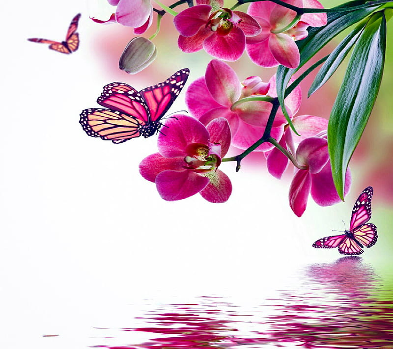 Butterfly, bubutterfly, flowers, garden, nature, nice, waterfalls, HD wallpaper