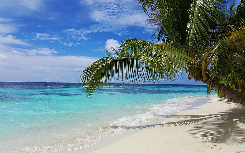 Maldives, tropical island, beach, palm trees, ocean, white sand, summer, HD wallpaper