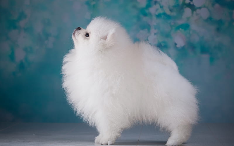White Pomeranian dog, little fluffy dog, white puppy, decorative ...