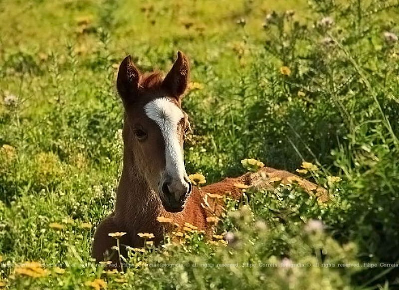 Young Colt, colt, brown, horse, baby, animal, filly, flowers, white, field,  HD wallpaper | Peakpx