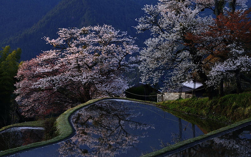 magnificent terraced flooded fields in japan, mountain, farm, terraces, fields, trees, HD wallpaper
