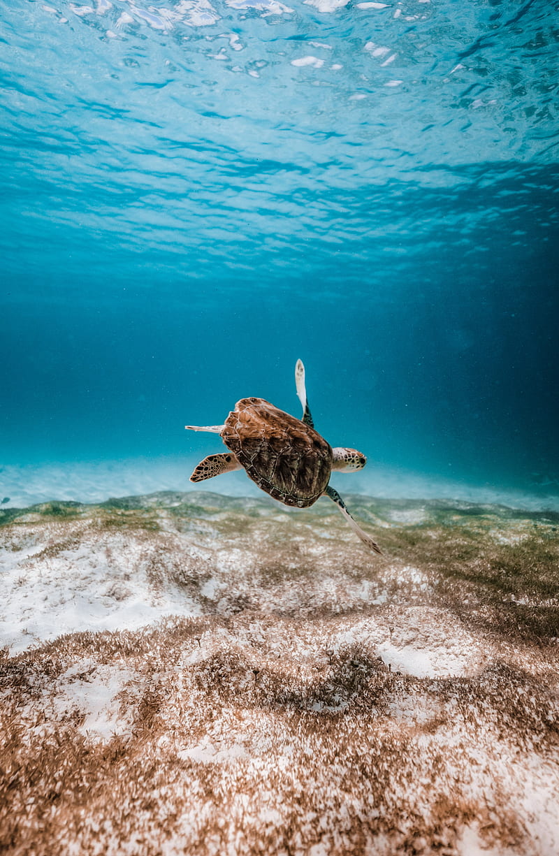 turtle, underwater, water, sea, HD phone wallpaper