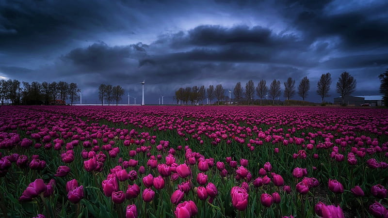 Dark Pink Tulip Flowers Field Green Trees Under Black Clouds Blue Sky Flowers, HD wallpaper