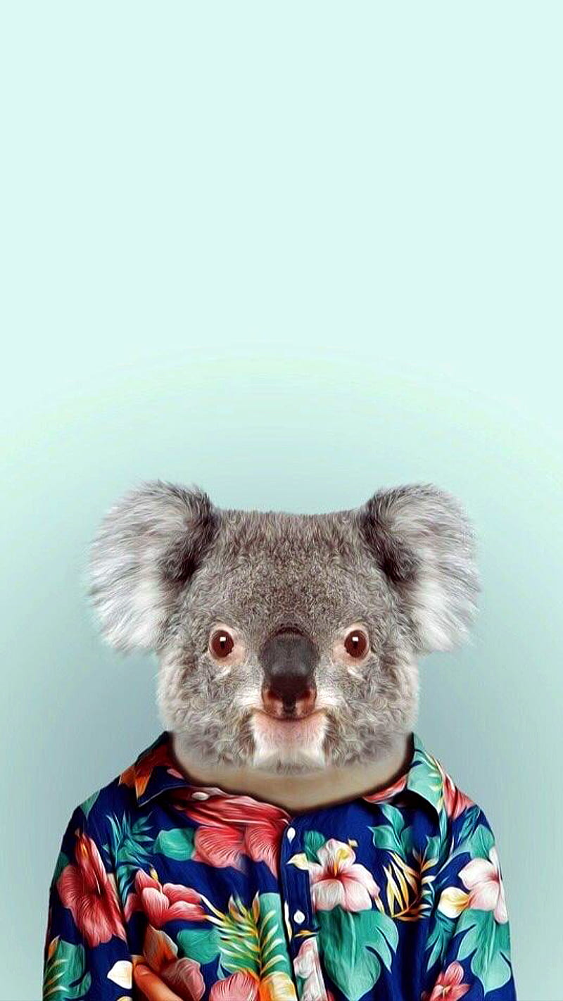 Koala, animal, funny, humor, HD phone wallpaper | Peakpx