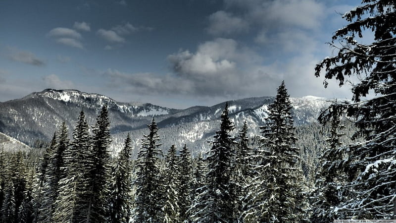 Tatra mountains, forest, Tatra, winter, pine, snow, mountains, nature, Hungary, scene, landscape, HD wallpaper