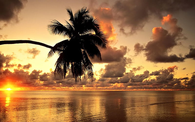 Playa de hawaii, playa, hawai, naturaleza, palmera, árboles, nubes, paisaje, Fondo de pantalla HD | Peakpx Playa de hawaii, playa, hawai, naturaleza, palmera, árboles, nubes, paisaje, Fondo de pantalla HD | Peakpx