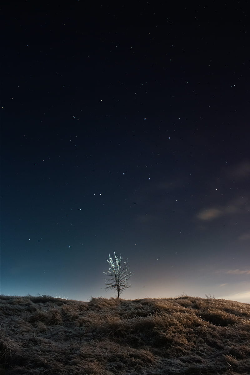 Tree, field, night, stars, dark, HD phone wallpaper | Peakpx